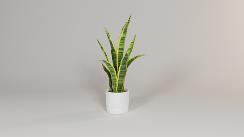 Indoor Snake Plant preview image